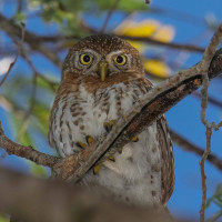 Cuban Pygmy-Owl